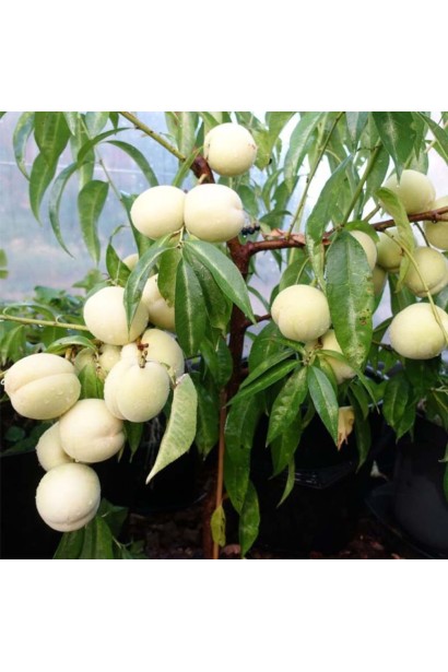 Персик Айс Піч пізній